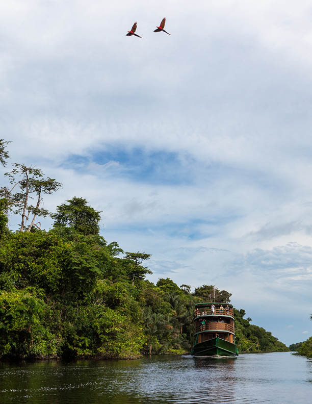 Amazonas, Brazil  A couple of macaws flying over the Negro River and traditional wooden boat in the Amazon 