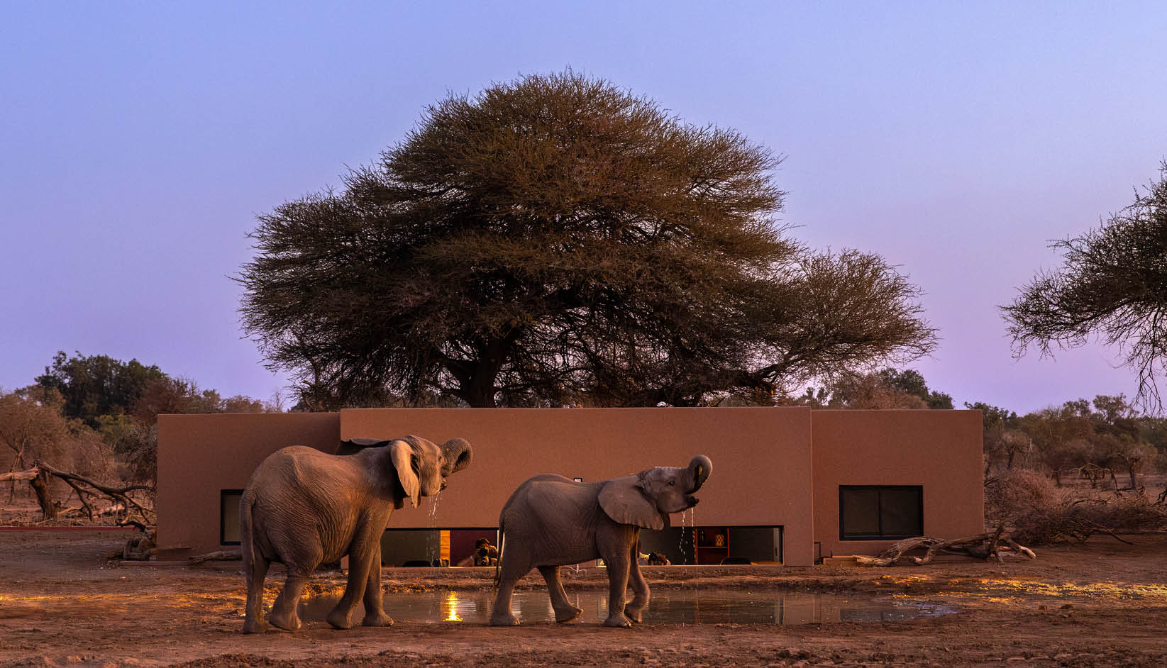 Two elephants are standing in front of a building, one is larger and the other smaller. They are facing each other. AI generated content