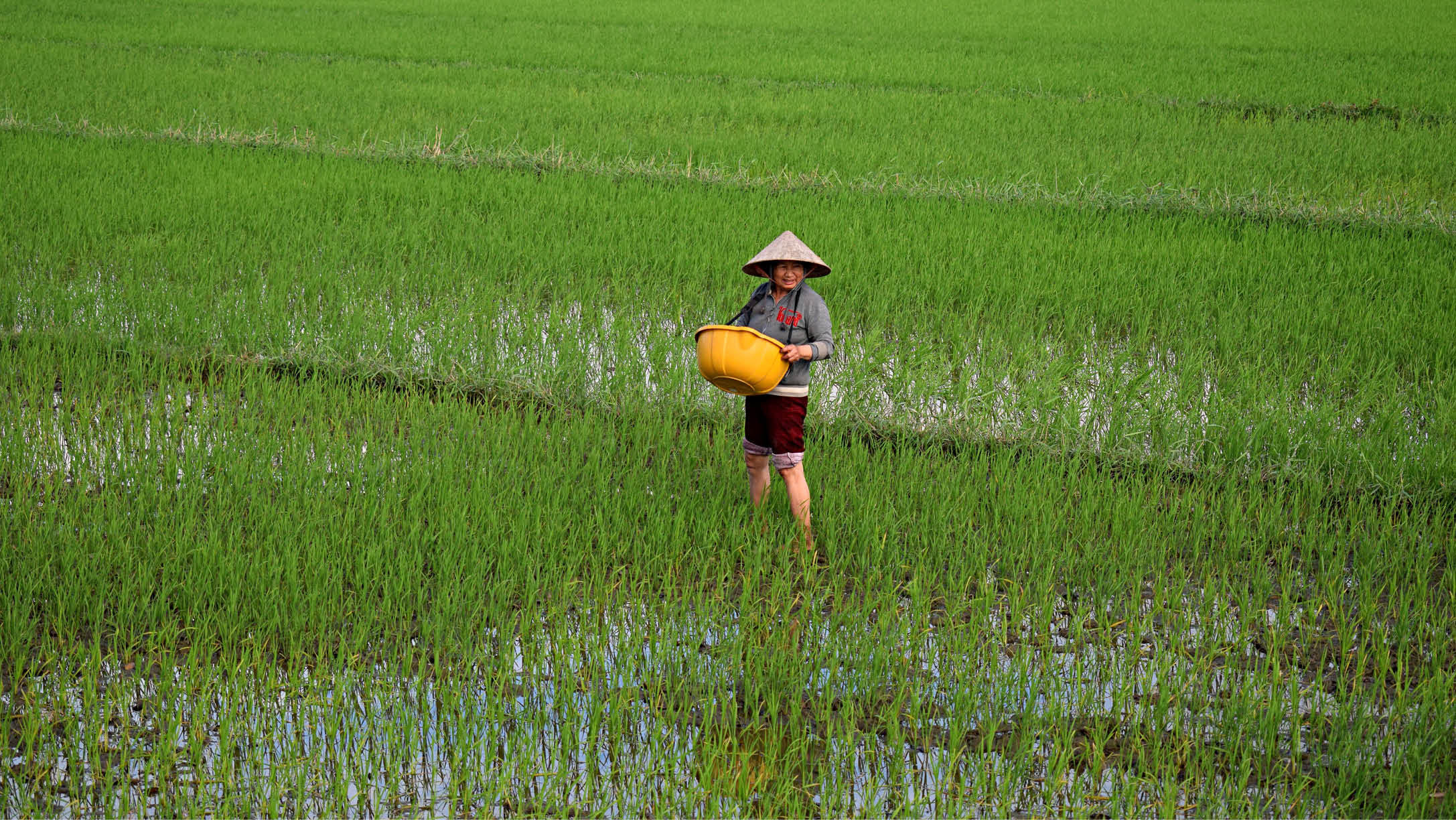 A person in a field with a yellow bucket. AI generated content