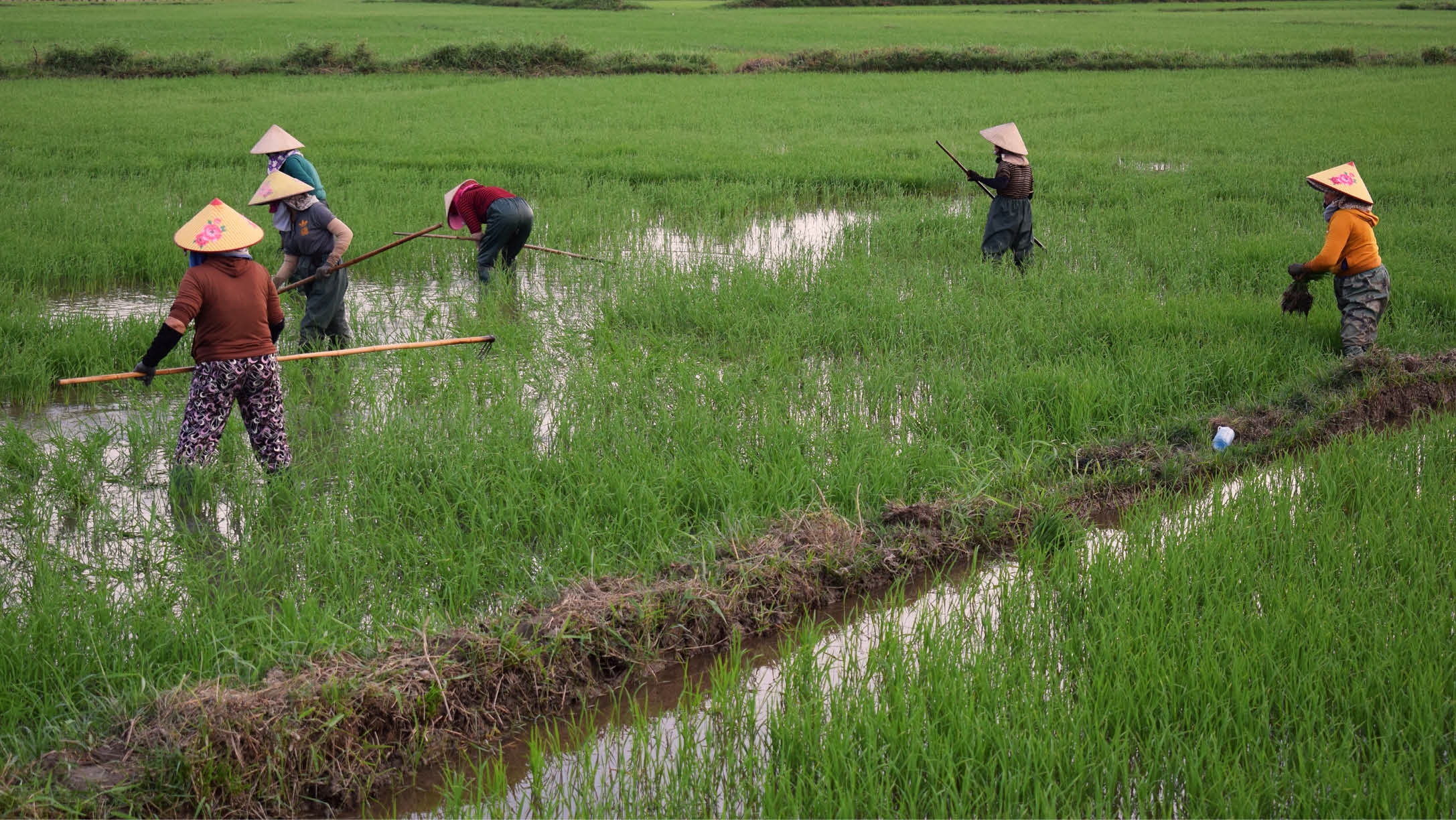 A group of people are working in a field, planting rice. They are using long poles to help them with the task. AI generated content