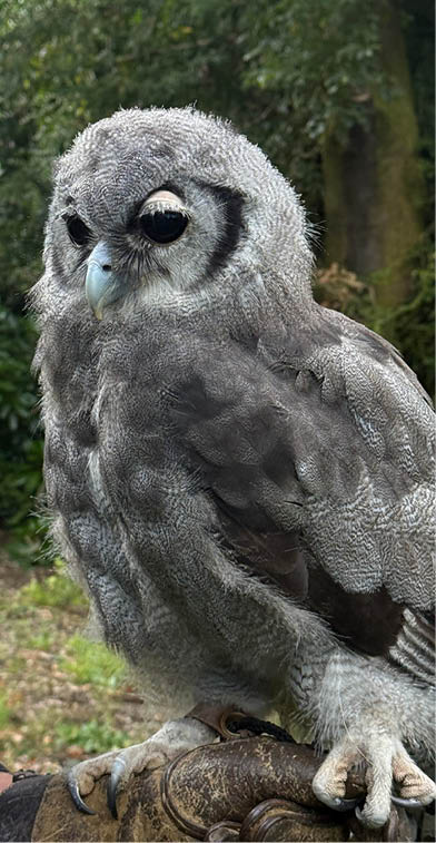 A person is holding a bird, which is perched on their hand. The bird is gray and white, and it appears to be an owl. The person is wearing a black shirt. AI generated content
