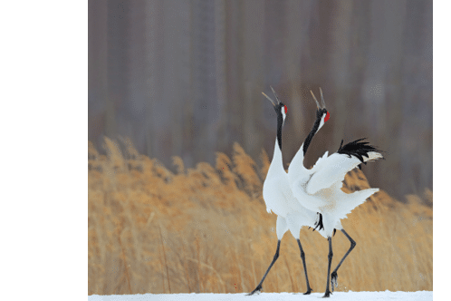 Bird behaviour in the nature grass habitat  Dancing pair of Red-crowned crane with open wing in flight, with snow storm, Hokkaido, Japan  Birds with open bill  Wildlife scene from nature  Cold winter 