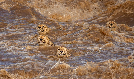Monstrous rains in Masai Mara Kenya during January of 2020 caused one of the major rivers to flood and become larger and more violent than ever before   The world s only recorded coalition of 5 male cheetahs, were looking to cross this river in terrifyingly powerful currents  It seemed a task doomed to failure, with many famous cheetahs dying trying to cross much fewer daunting waters  After hours of careful searching along the banks, they suddenly jumped into the water and began trying to swim across this maelstrom of water as we watched terrified, they would be washed away or eaten by crocodiles  Their aim was to cross over to the other side, which was part of their territory and full of game  The lead cheetah looked straight at us during the crossing while gritting teeth with swimming effort, as if accusing us of not helping them and watching them about to die  We screamed with delight as we saw them finally cross over about a 100m downstream from where they jumped  