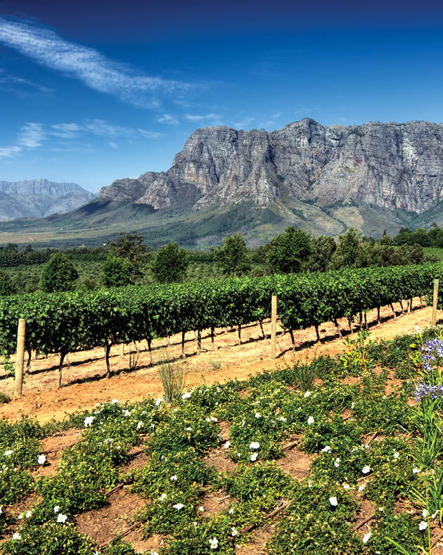 View across vineyards of the Stellenbosch district with the Simonsberg mountain in the background , Western Cape Province, South Africa.