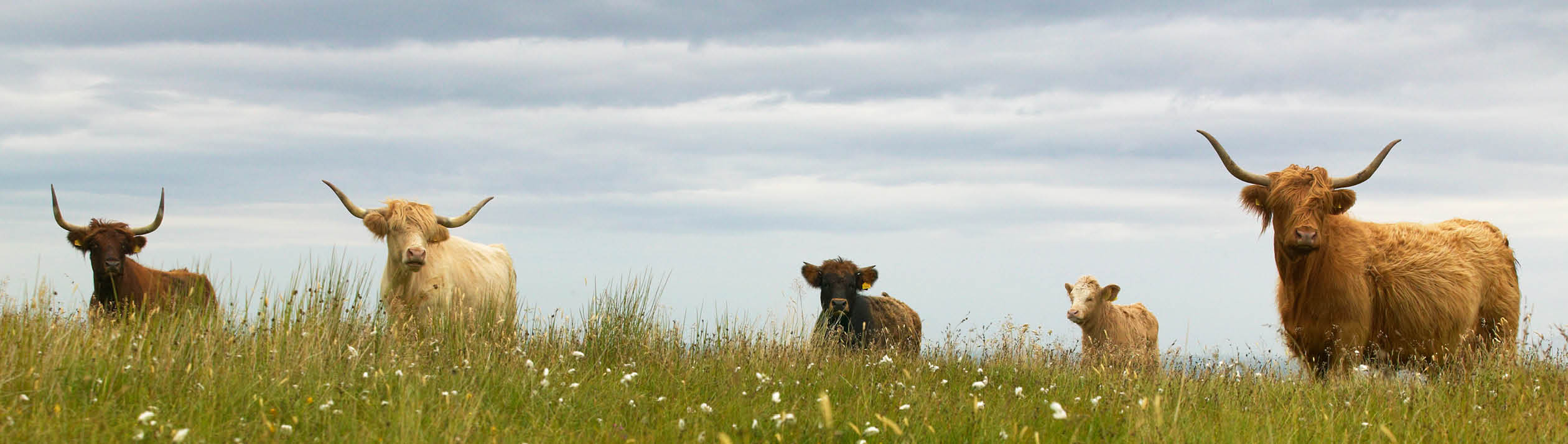 Scottish cows in the ground. Skye isle. Scotland. UK. Horizontal