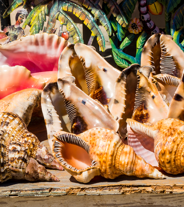 Souvenir shells at Grand Turk Cruise Port, Grand Turk Island, Turks and Caicos Islands, Caribbean.