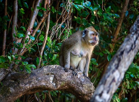 Black River Gorges national park. Long tailed or also called crab-eating macaque (Macaca fascicularis) from Mauritius female on a tree branch in a forest. Mauritius