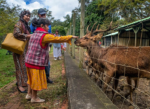 Family Feed Deers in Pamplemousses Botanical Garden. Sir Seewoosagur Ramgoolam Botanical Garden, Mauritius island.