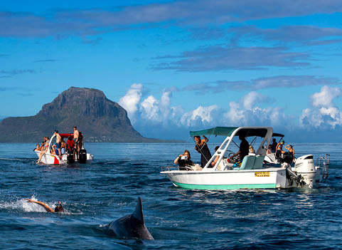 Mauritius dolphins swimming tourists snorkelling and swimming with dolphins in the Indian Ocean, Le Morne, Mauritius