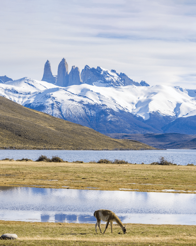 Llama feeding on grass at Torres del Paine in Chile, with view of the iconic granite towers in the background