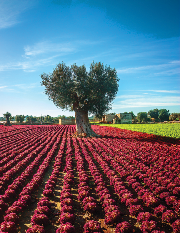 The beautiful and colorful landscapes in Puglia
