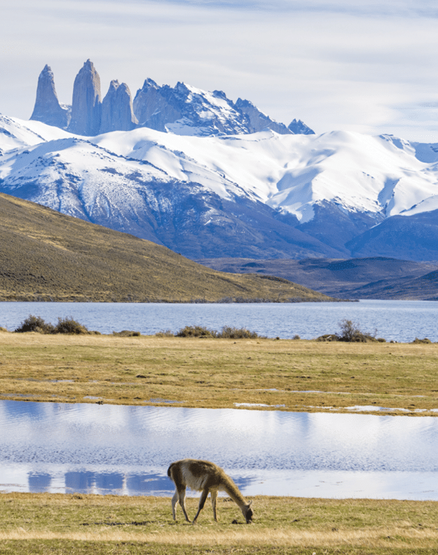 Llama feeding on grass at Torres del Paine in Chile, with view of the iconic granite towers in the background