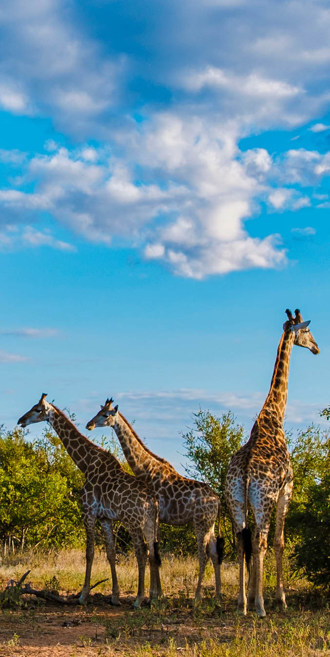Giraffe in the bush of Kruger national park South Africa. Giraffe at dawn in Kruger park South Africa
