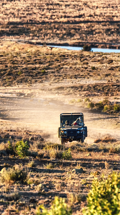 Safari vehicles with tourists looking for animals.
