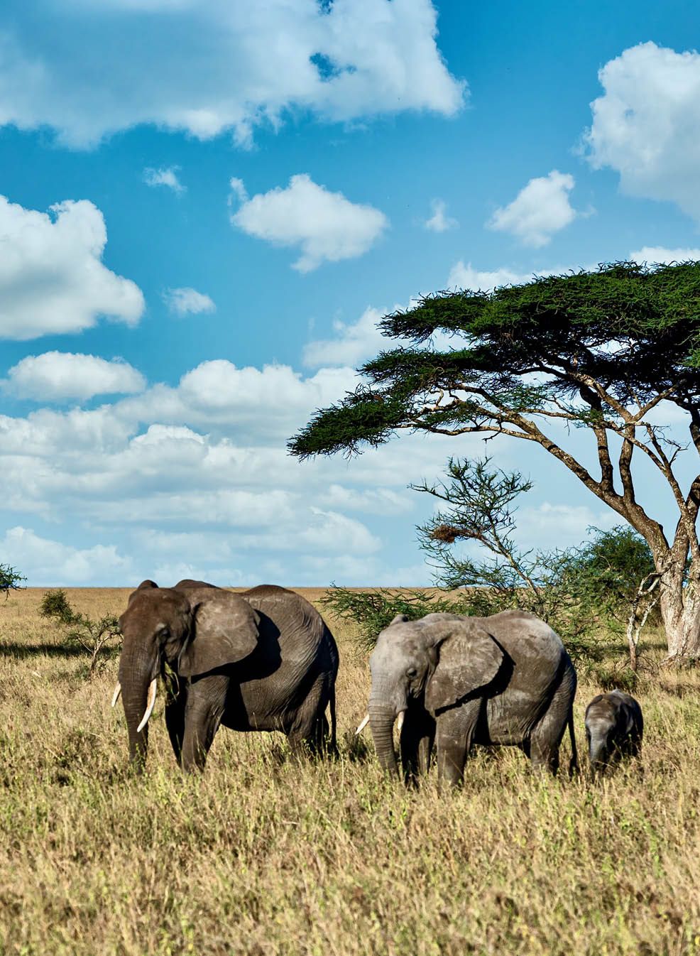 A group of elephants walking on the dry grass in the wilderness
